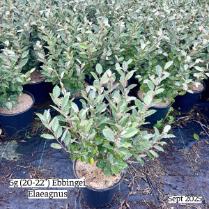 September 2025 5g Ebbingei Elaeagnus Group Website